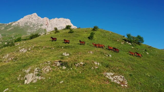 AeAerial view wild horses on the green mountains. 4k, A herd of horses with a foal run on Mount Khustup, Syunik province, Armenia. In background rock and blue sky. Discovery Armenia. Amazing view.