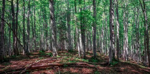 Obraz premium Forest scenery landscape in the Carpathian Mountains. in Romania.