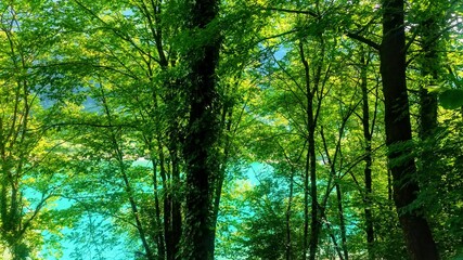 Fototapeta premium Alberi con fogliame verde da cui si intravvede l'azzurro del lago