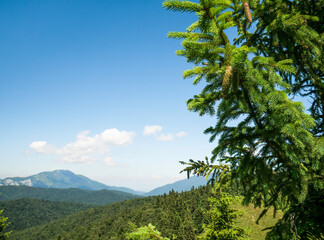 Pinus lambertiana or sugar pine in the Carpathian Mountains of Romania. Pine cones in a tree