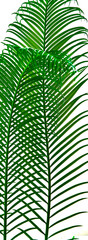 green palm leaves grow on white background