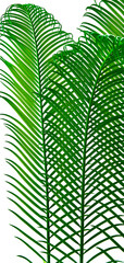 green palm leaves grow on white background