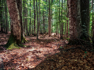 Forest scenery landscape in the Carpathian Mountains. in Romania.