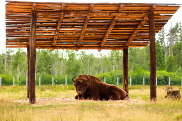 Massive brown bison lying under a wooden roof
