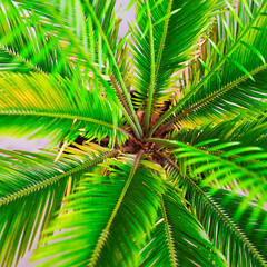 Fototapeta premium green palm leaves grow on white background