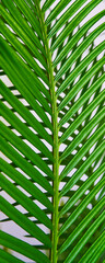 green palm leaves grow on white background