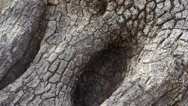 Argan tree, closeup of the trunk, beautiful abstract tree bark. Nature tree background texture footage. Slow-motion. The Argan tree is cultivated for the famous Argan oil that is produced from the ker