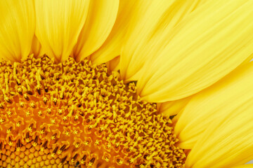 Sunflower petals in close-up as patterns and full-screen textures as background. Macro