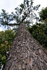 There is a pine tree.