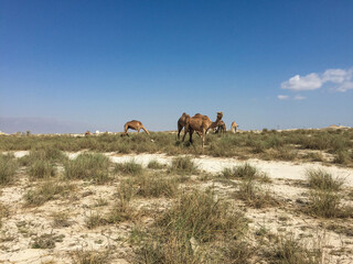 Wild lebende Dromedare grasen an der Küste bei Salalah - Dhofar, Oman