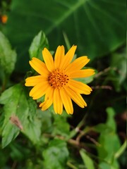 yellow flower in the garden
