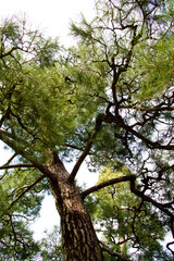 There is a pine tree.