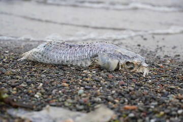 魚の死