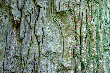 Tree bark background, texture natural background paper close-up