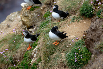Puffins perched on a grassy cliff at Bempton Cliffs, Bridlington, East Yorkshire