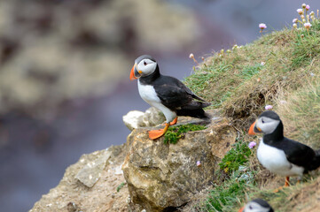 Puffins perched on a grassy cliff at Bempton Cliffs, Bridlington, East Yorkshire
