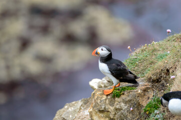 Puffins perched on a grassy cliff at Bempton Cliffs, Bridlington, East Yorkshire