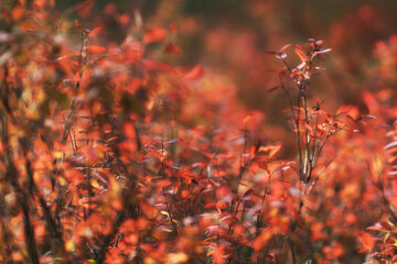 Shrub red leaves in sun light macro view. Adorable bokeh and autumn mood