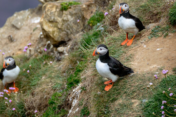 Puffins perched on a grassy cliff at Bempton Cliffs, Bridlington, East Yorkshire