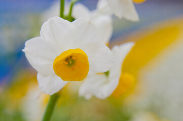 Fototapeta premium Scientific name is Narcissus tazetta var. chinensis. 