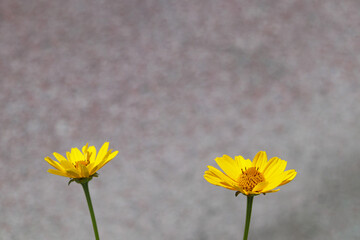 Yellow flower