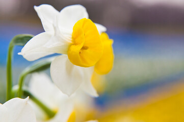 Scientific name is Narcissus tazetta var. chinensis.　