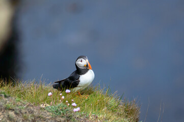 Puffins perched on a grassy cliff at Bempton Cliffs, Bridlington, East Yorkshire