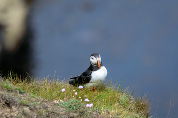 Puffins perched on a grassy cliff at Bempton Cliffs, Bridlington, East Yorkshire