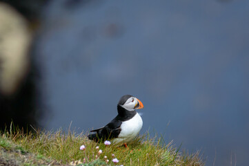 Puffins perched on a grassy cliff at Bempton Cliffs, Bridlington, East Yorkshire