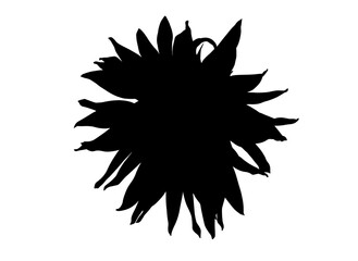 black silhouette of a shadow flower