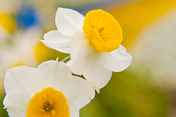 Obraz na płótnie Canvas Scientific name is Narcissus tazetta var. chinensis.　