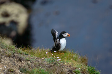Puffins perched on a grassy cliff at Bempton Cliffs, Bridlington, East Yorkshire