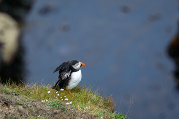 Puffins perched on a grassy cliff at Bempton Cliffs, Bridlington, East Yorkshire