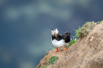 Puffins perched on a grassy cliff at Bempton Cliffs, Bridlington, East Yorkshire