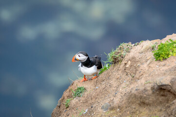 Fototapeta premium Puffins perched on a grassy cliff at Bempton Cliffs, Bridlington, East Yorkshire