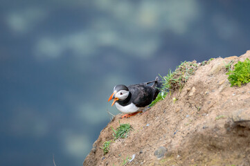 Puffins perched on a grassy cliff at Bempton Cliffs, Bridlington, East Yorkshire