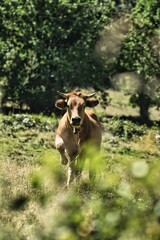 Fototapeta premium Asturian brown cow surrounded by green vegetation.