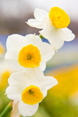 Scientific name is Narcissus tazetta var. chinensis.　