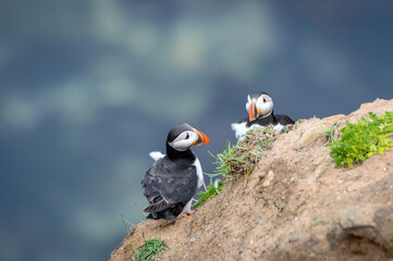 Fototapeta premium Puffins perched on a grassy cliff at Bempton Cliffs, Bridlington, East Yorkshire