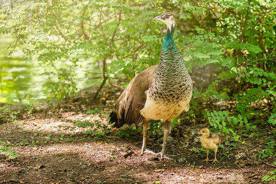 Female peacock and chicks.Mother Peafowl with two nestling are walking in search of food in a beautiful forest