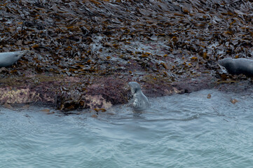 Seals basking in the seaweed and sun at Bempton Cliffs, Bridlington, East Yorkshire
