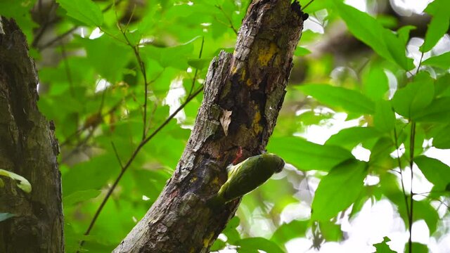 Coppersmith barbet, crimson-breasted barbet, coppersmith Bird burrowing  tree.