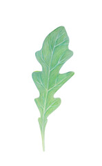 Arugula rucola, rocket salad fresh green leaf isolated on white background. Watercolor hand drawn illustration.Fresh herbs.Vegetarian Ingredient.For logo, packaging, print, organic food, market store