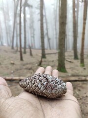 hand holding a pine cone