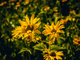 black-eyed Susan flower in summer garden