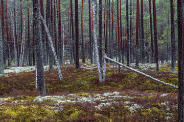 pine forest with white and green moss