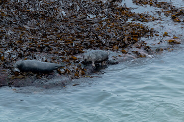 Seals basking in the seaweed and sun at Bempton Cliffs, Bridlington, East Yorkshire