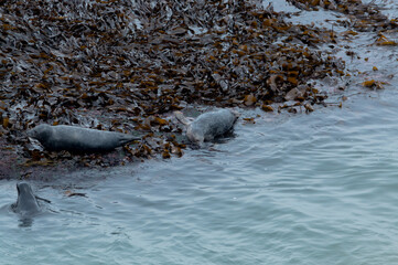 Seals basking in the seaweed and sun at Bempton Cliffs, Bridlington, East Yorkshire