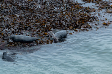 Seals basking in the seaweed and sun at Bempton Cliffs, Bridlington, East Yorkshire