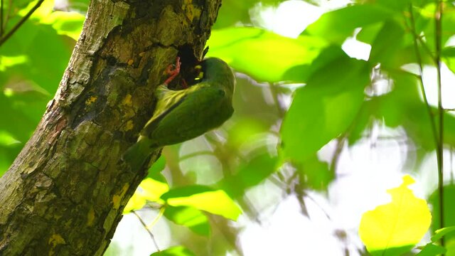 Coppersmith barbet, crimson-breasted barbet, coppersmith Bird burrowing  tree.